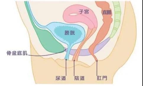 尚佳產(chǎn)后修復(fù)丨科普丨產(chǎn)后盆底肌的健康問(wèn)題